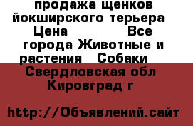 продажа щенков йокширского терьера › Цена ­ 25 000 - Все города Животные и растения » Собаки   . Свердловская обл.,Кировград г.